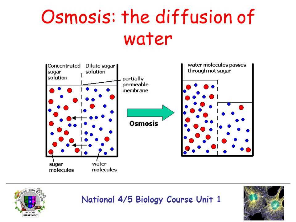 Understanding Osmosis And Diffusion Answers To AP Biology Lab 1 Assessment